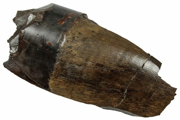 Huge, Fossil Dinosaur (Tyrannosaurus rex) Tooth Section - Wyoming #356970